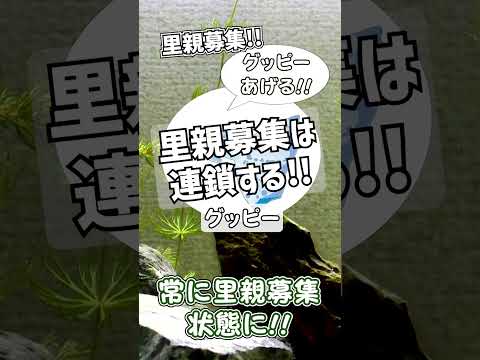 グッピーのカップル (Poecilia reticulata)