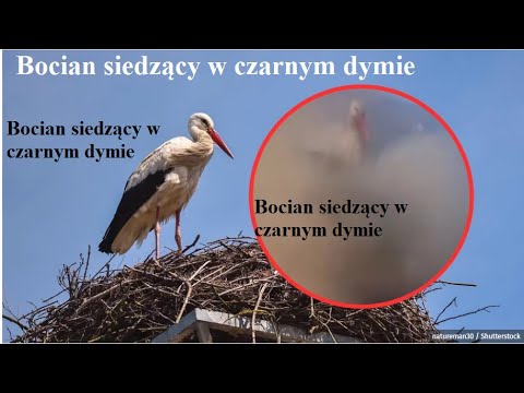 Bocian siedzący w czarnym dymie