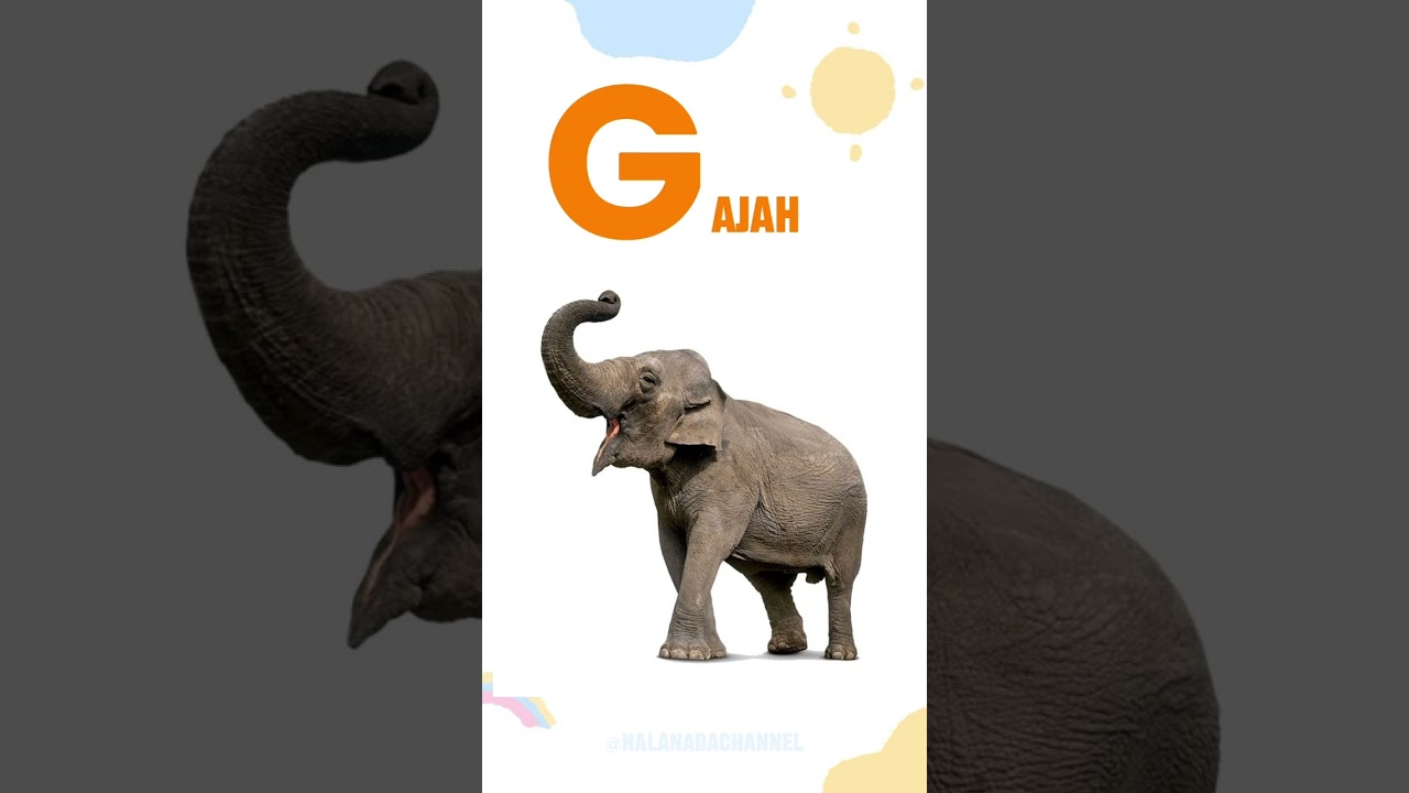 5 nama hewan berawalan dari huruf G #hewan #animals #hewanhewan #learning #shorts #fyp