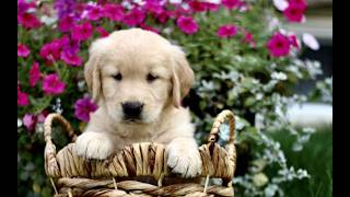Video preview image #1 Golden Retriever Puppy For Sale in BIRD IN HAND, PA, USA