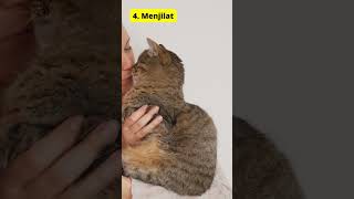 Download lagu 7 Signs Your Cat Likes You mp3