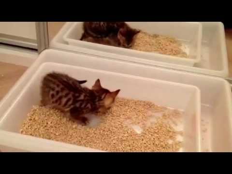 Great Bengal - Bengal kitten trying to use the litter box - 1 month and 5 days