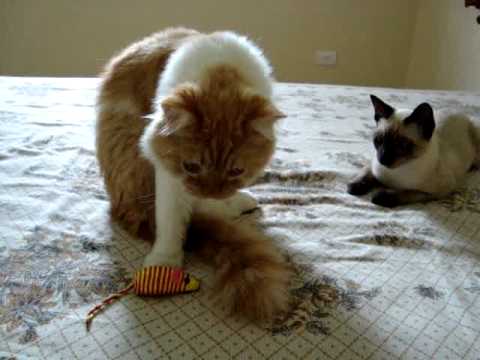 Mel, Léo e o ratinho!!!