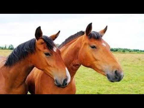 Download Lagu Anak Naik Kuda 3gp Mp4 Codedwap Download medley lagu anak anak lagu mp3 dan video mp4. codedwap