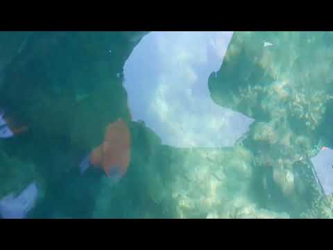 Passikudah beach🏝️ ⛵ - coral viewing with boat ride🚤🛶