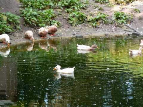 Radio PSR Sinnlos Telefon - Der Entenlärm