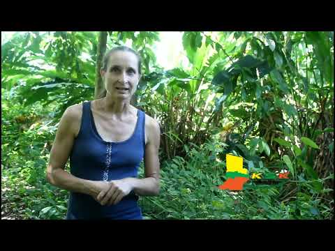 Mvr. Sluys de honing koning in Suriname