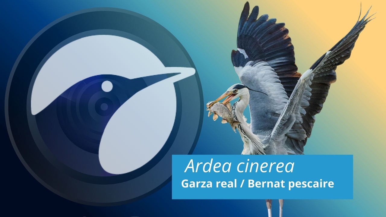 La pesca de la Garza Real