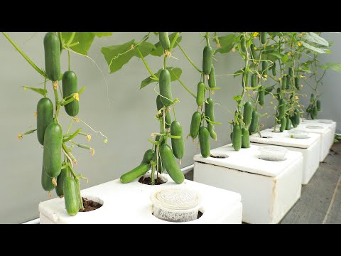 Unbelievably abundant fruit - New method to grow cucumbers at home