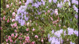 Claire in Heaven composed by  M Lunny and performed Morgan Lee Band