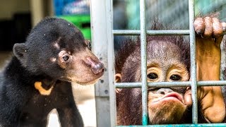 Heartbreaking Experience in Yogyakarta, Java