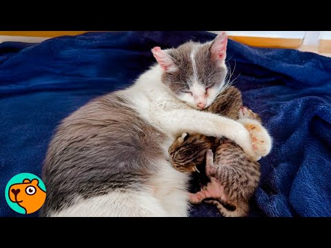 Stray Mama Cat Lost Her Family and Chose a Human to Protect Her Babies | Cuddle Buddies