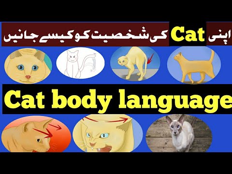 Cat Body Language Explained by Eyes , Ears and Tail || Understand your Cat better || Cat Behaviours.