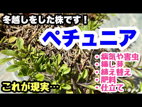 園芸 祈りの植物、ウサギの足、クズ、ヤマネ