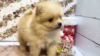 ポメラニアンの動画01