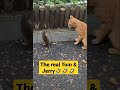 😂😂🤣🤣the fight between Tom&Jerry. cat vs. mouse.🤣🤣