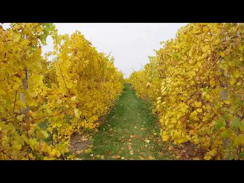 , title : 'Summer Pruning of Grapevines - Grape Video #34'