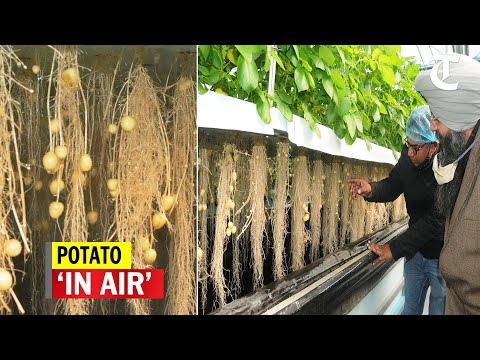 Potato seeds made without soil with little help from Peru