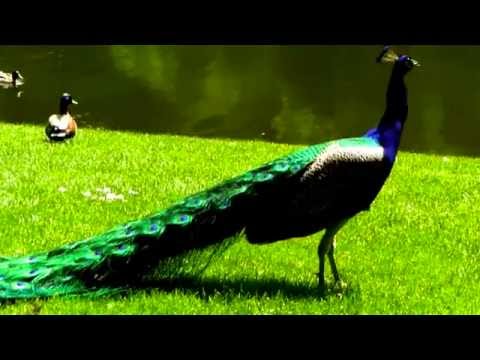 Was für eine Schönheit der Natur   Der  P F A U