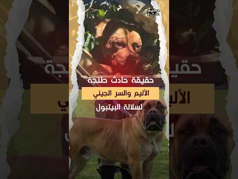 حادث طنجة الأليم .. السر الجيني للكلاب وماذا يقول القانون؟ #معلومات_غابرة البيتبول #القانون_المغربي
