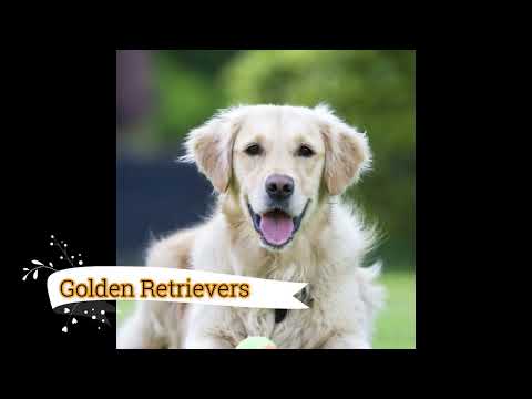 Top 05 dogs 09 Sajith