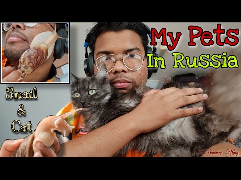 My Pets in Russia Turbo (Snail) and Emmi (Cat) | Samboy King Vlog (2021)
