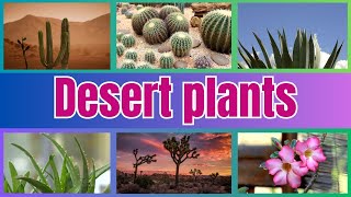 Desert Plants for Kids  Fun Facts About Cactus  More  Cambridge Kindergarten Learning