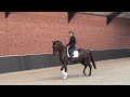 Magnifique hongre de 4ans expérience concours