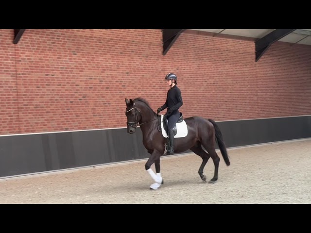 Magnifique hongre de 4ans exp&eacute;rience concours