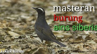 Download lagu masteran burung Anis siberia mp3