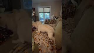 Video preview image #1 Mutt Puppy For Sale in Arlington, VA, USA