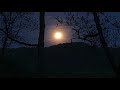 Coyotes (Don Edwards) - Trappers Cabin (2021)