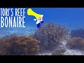 Diving Tori's Reef on Bonaire, Caribbean Netherlands HD
