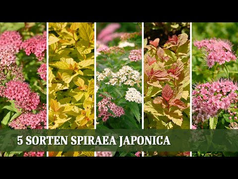 Spirae Japonica - 5 tolle Sorten der Sommerspiere