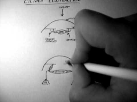 download lagu mp3 mp4 How To Strengthen Ciliary Muscles, download lagu How To Strengthen Ciliary Muscles gratis, unduh video klip How To Strengthen Ciliary Muscles