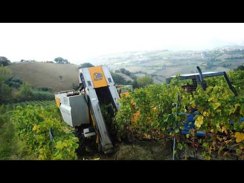 Mid-Wire Cordon Training for Grapevines - Grape Video #7