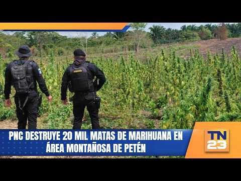 PNC destruye 20 mil matas de marihuana en área montañosa de Petén