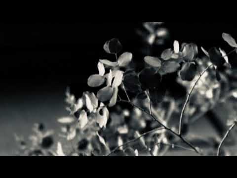 Bumblebees are out - Jack Stauber | SLOWED