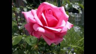 Rote Rosen schenk ich Dir