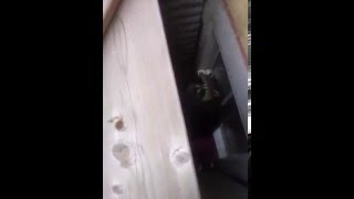 raccoon under deck removal