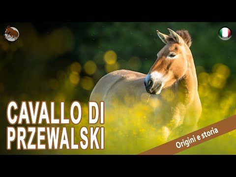 , title : 'CAVALLO DI PRZEWALSKI, uno dei cavalli più primitivi del mondo, ORIGINE DELLE RAZZE'