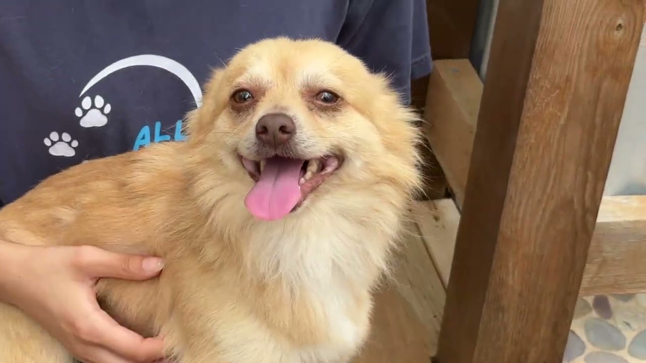 Enlarge Liam, an adopted mixed breed in Austin, TX video 6/6