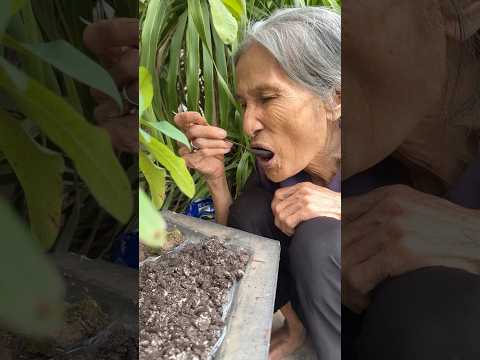 B&agrave; nội ăn đất v&agrave; c&aacute;i kết bất ngờ😱😱😱#shorts