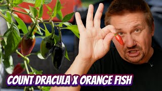 Count Dracula Meets Orange Fish | Unexpected Results