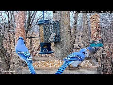 Snippy Blue Jays at the feeder ~ ©BirdWatchingHQ, Ohio