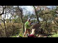 Stihl 400c Vs Shindaiwa 600sx Round 2