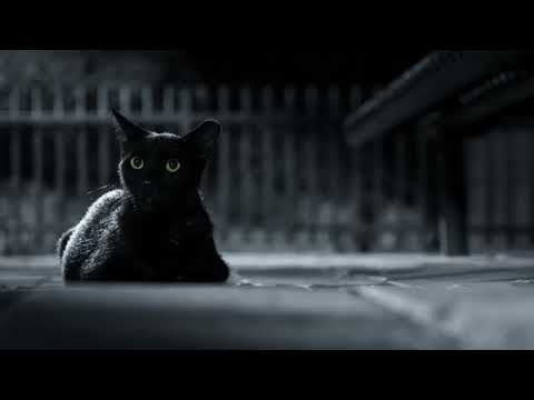 Die schwarze Katze - Horror Hörbuch