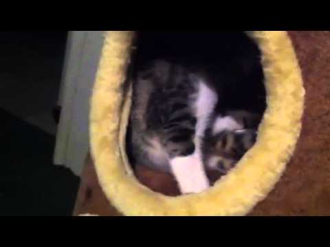 Kittens Craigslist Houston