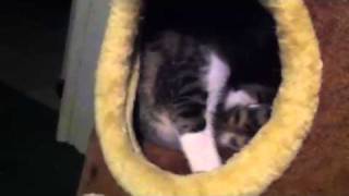 Manx Kittens for sale Houston