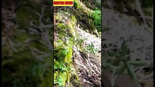 Download lagu #SHORT VIDEO AMATIR DETIK DETIK ULAR COBRA BESAR DITEMUKAN DILAHAN SAWIT mp3